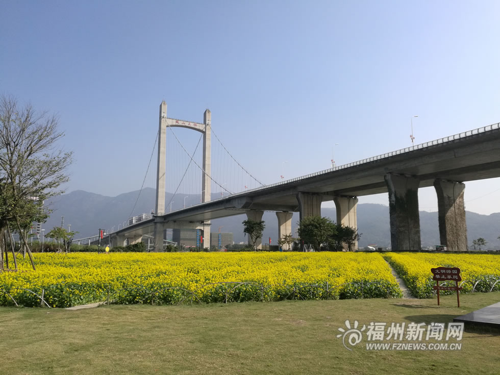 “福州藍(lán)”下，福州公園成金色花海