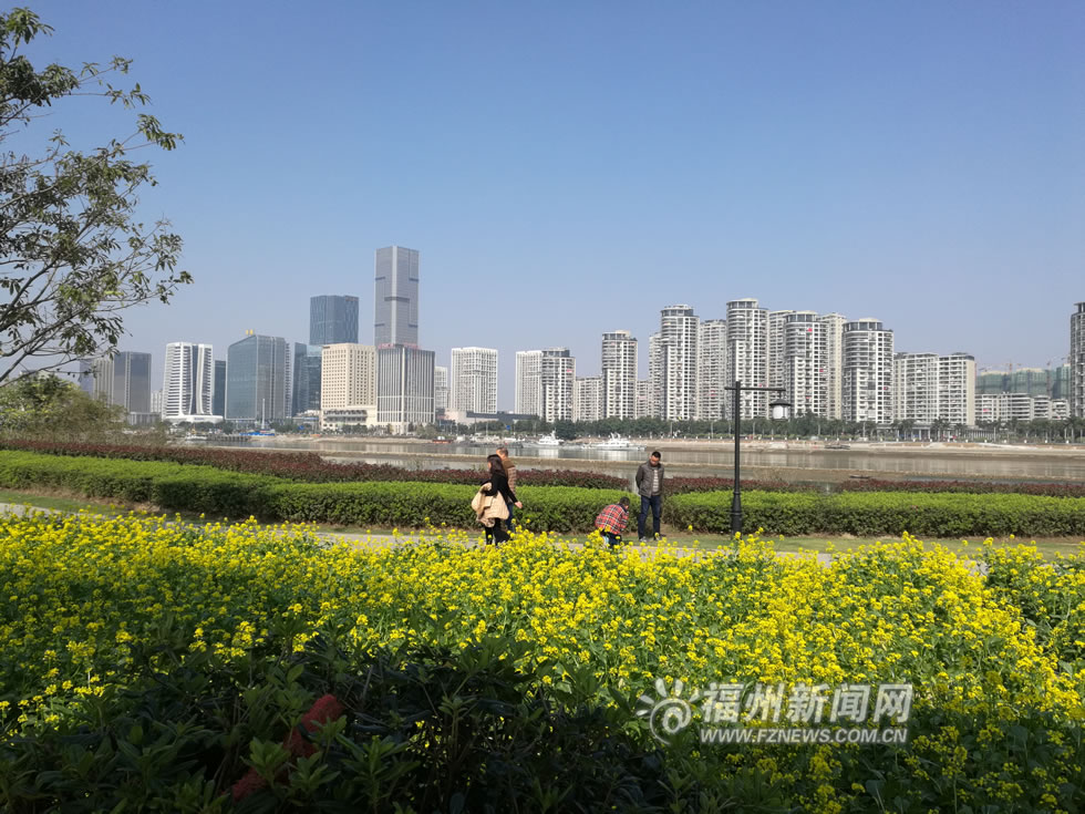 “福州藍(lán)”下，福州公園成金色花海